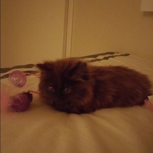 Meet your Posher, Eddie